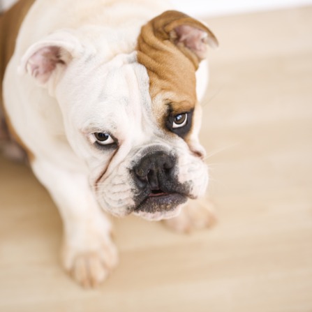 What Flooring Is Best For Dogs What Flooring Is Best For Dogs?