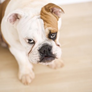 The Best Hardwood Floors For Dogs Colorado Pro Flooring