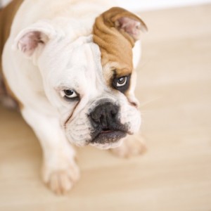 the best hardwood floors for dogs 300x300 The Best Hardwood Floors For Dogs